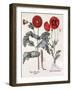 Papaver (Poppy), Two Varieties-Basilius Besler-Framed Art Print