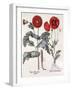 Papaver (Poppy), Two Varieties-Basilius Besler-Framed Art Print