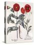 Papaver (Poppy), Two Varieties-Basilius Besler-Stretched Canvas