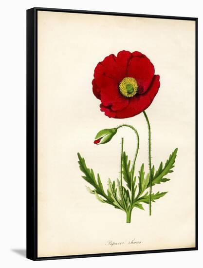 Papaver Rhoeas, Red Poppy-null-Framed Stretched Canvas