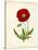 Papaver Rhoeas, Red Poppy-null-Stretched Canvas