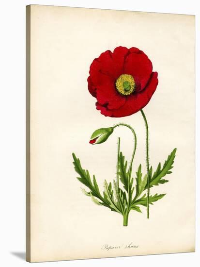 Papaver Rhoeas, Red Poppy-null-Stretched Canvas