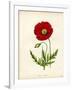 Papaver Rhoeas, Red Poppy-null-Framed Giclee Print