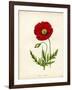 Papaver Rhoeas, Red Poppy-null-Framed Giclee Print