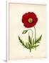 Papaver Rhoeas, Red Poppy-null-Framed Giclee Print