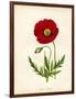 Papaver Rhoeas, Red Poppy-null-Framed Giclee Print