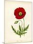 Papaver Rhoeas, Red Poppy-null-Mounted Giclee Print