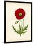 Papaver Rhoeas, Red Poppy-null-Framed Giclee Print