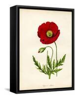 Papaver Rhoeas, Red Poppy-null-Framed Stretched Canvas