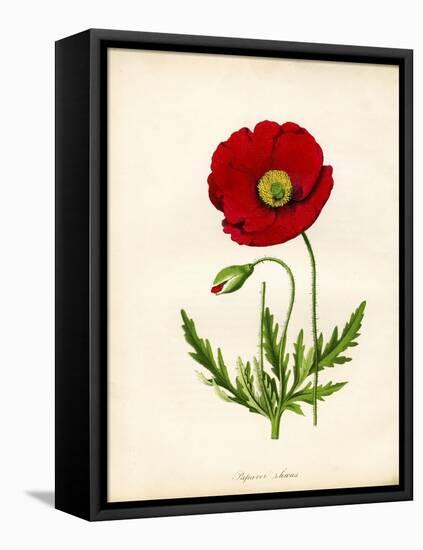 Papaver Rhoeas, Red Poppy-null-Framed Stretched Canvas