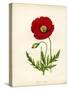 Papaver Rhoeas, Red Poppy-null-Stretched Canvas