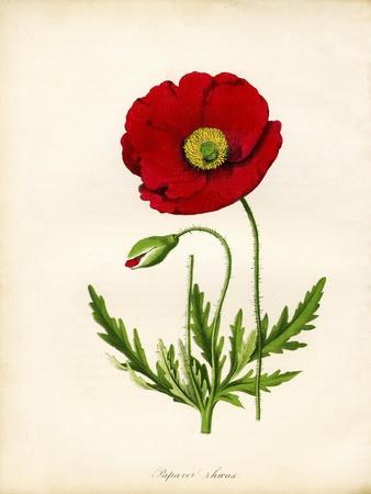 'Papaver Rhoeas, Red Poppy' Giclee Print | AllPosters.com