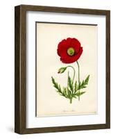 Papaver Rhoeas, Red Poppy-null-Framed Giclee Print