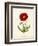 Papaver Rhoeas, Red Poppy-null-Framed Giclee Print