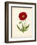 Papaver Rhoeas, Red Poppy-null-Framed Giclee Print