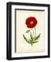 Papaver Rhoeas, Red Poppy-null-Framed Giclee Print