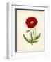 Papaver Rhoeas, Red Poppy-null-Framed Giclee Print