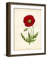 Papaver Rhoeas, Red Poppy-null-Framed Giclee Print