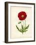 Papaver Rhoeas, Red Poppy-null-Framed Giclee Print