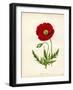 Papaver Rhoeas, Red Poppy-null-Framed Giclee Print