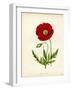 Papaver Rhoeas, Red Poppy-null-Framed Giclee Print