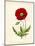 Papaver Rhoeas, Red Poppy-null-Mounted Giclee Print