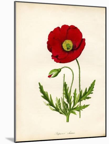 Papaver Rhoeas, Red Poppy-null-Mounted Giclee Print