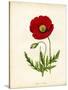 Papaver Rhoeas, Red Poppy-null-Stretched Canvas