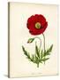 Papaver Rhoeas, Red Poppy-null-Stretched Canvas