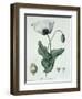 Papaver Somniferum from Phytographie Medicale by Joseph Roques-L.f.j. Hoquart-Framed Giclee Print