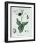 Papaver Somniferum from Phytographie Medicale by Joseph Roques-L.f.j. Hoquart-Framed Giclee Print