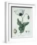 Papaver Somniferum from Phytographie Medicale by Joseph Roques-L.f.j. Hoquart-Framed Giclee Print