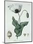 Papaver Somniferum from Phytographie Medicale by Joseph Roques-L.f.j. Hoquart-Mounted Giclee Print