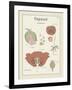 Papaver-Maria Mendez-Framed Giclee Print