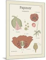 Papaver-Maria Mendez-Mounted Giclee Print