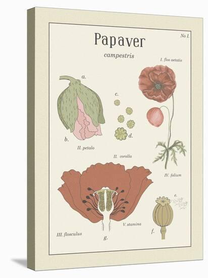 Papaver-Maria Mendez-Stretched Canvas