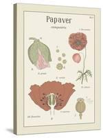 Papaver-Maria Mendez-Stretched Canvas