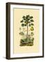 Papaya, 1833-39-null-Framed Giclee Print