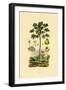 Papaya, 1833-39-null-Framed Giclee Print