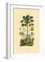 Papaya, 1833-39-null-Framed Giclee Print