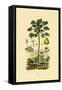 Papaya, 1833-39-null-Framed Stretched Canvas