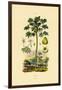 Papaya, 1833-39-null-Framed Giclee Print