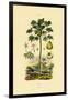 Papaya, 1833-39-null-Framed Giclee Print