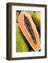 Papaya at a farmer's market in Philadelphia, Pennsylvania, USA.-Julien McRoberts-Framed Photographic Print