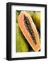 Papaya at a farmer's market in Philadelphia, Pennsylvania, USA.-Julien McRoberts-Framed Photographic Print