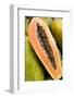 Papaya at a farmer's market in Philadelphia, Pennsylvania, USA.-Julien McRoberts-Framed Photographic Print