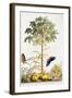 Papaya, C.1748-Georg Dionysius Ehret-Framed Giclee Print