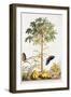 Papaya, C.1748-Georg Dionysius Ehret-Framed Giclee Print