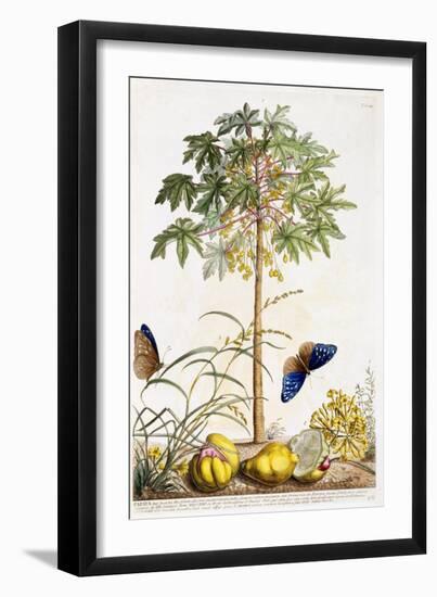 Papaya, C.1748-Georg Dionysius Ehret-Framed Giclee Print