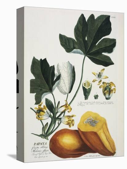 Papaya; Carica Papaya-Georg Dionysius Ehret-Stretched Canvas